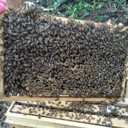 南宁 阿坝王中蜂中蜂蜂群中华蜜蜂蜂群带王带脾带箱活体蜜蜂活体中蜂