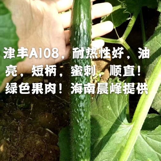 海口油亮密刺黄瓜种子 津丰A108，高品质黄瓜品种