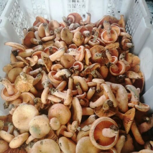 安顺 紫花菌   谷熟菌