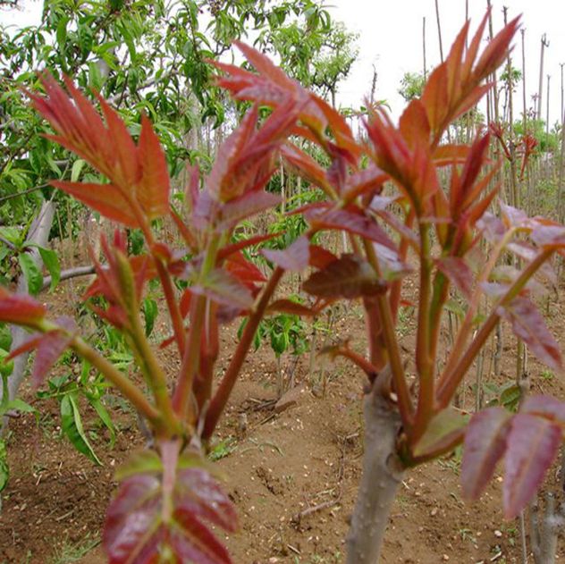  紅油香椿苗大棚專用紅油香椿苗