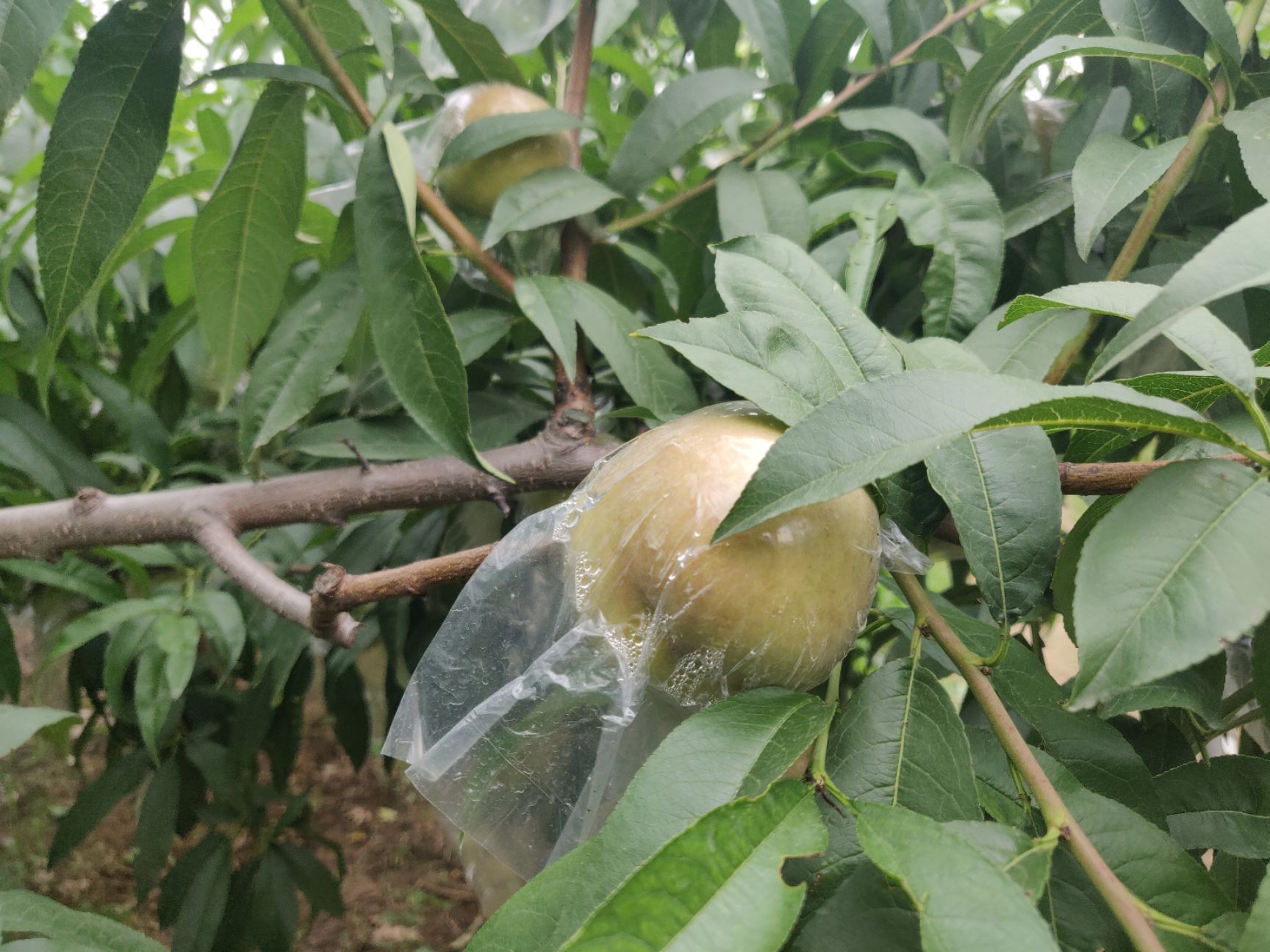  陕西礼泉关中平原阿富白桃子，汁甜味美，直径60起，量大优惠