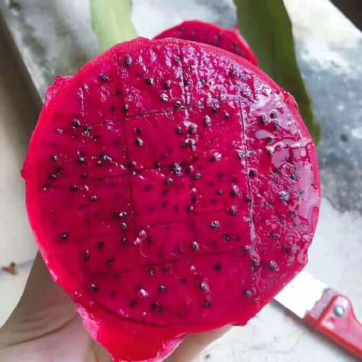 钦州 红肉火龙果苗
