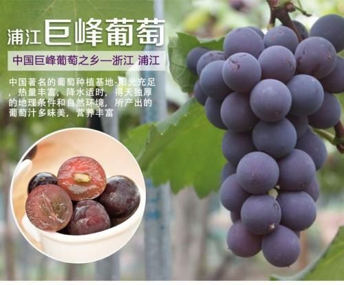 浦江县巨峰葡萄 甜，香