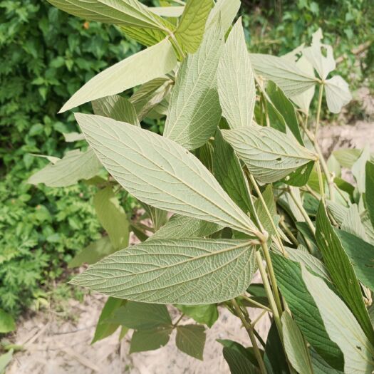 盈江县千斤拔