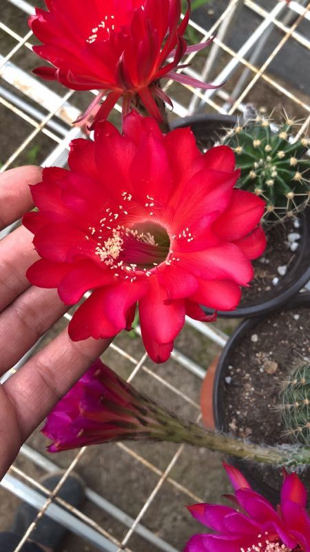 新品种仙人球彩草开花大球6-8公分的开花球。