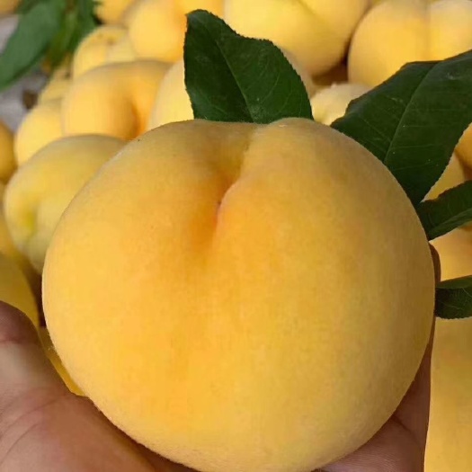 蒙阴县锦绣黄桃 锦绣黄毛桃