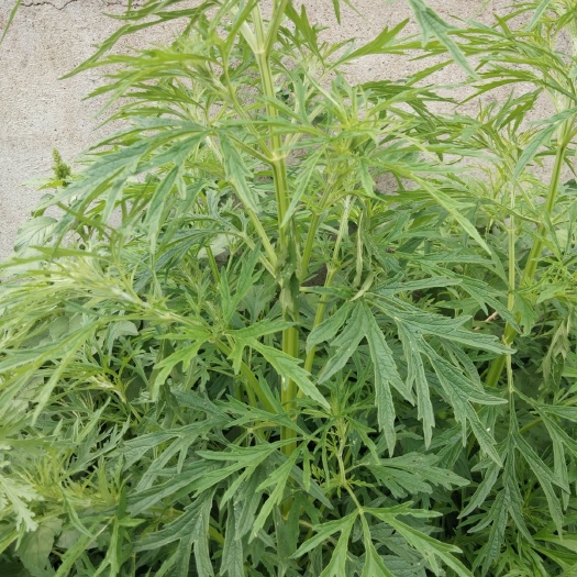  纯益母草上门收的还便宜