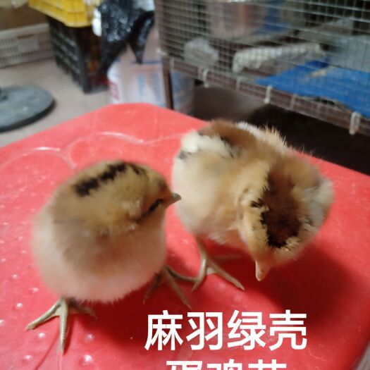 广州 高产蛋鸡苗，麻羽高产绿壳蛋鸡苗