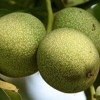 赞皇县青皮核桃 货好价优