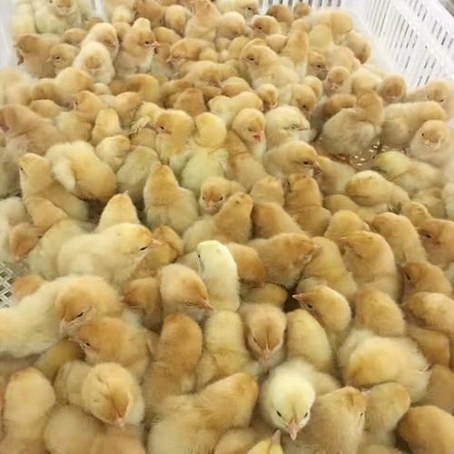浏阳市 湘黄土鸡苗