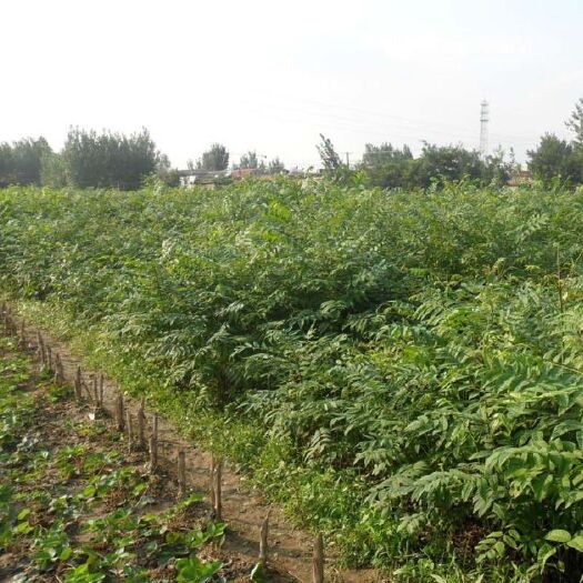 泰安 红油香椿苗优质品种基地直供