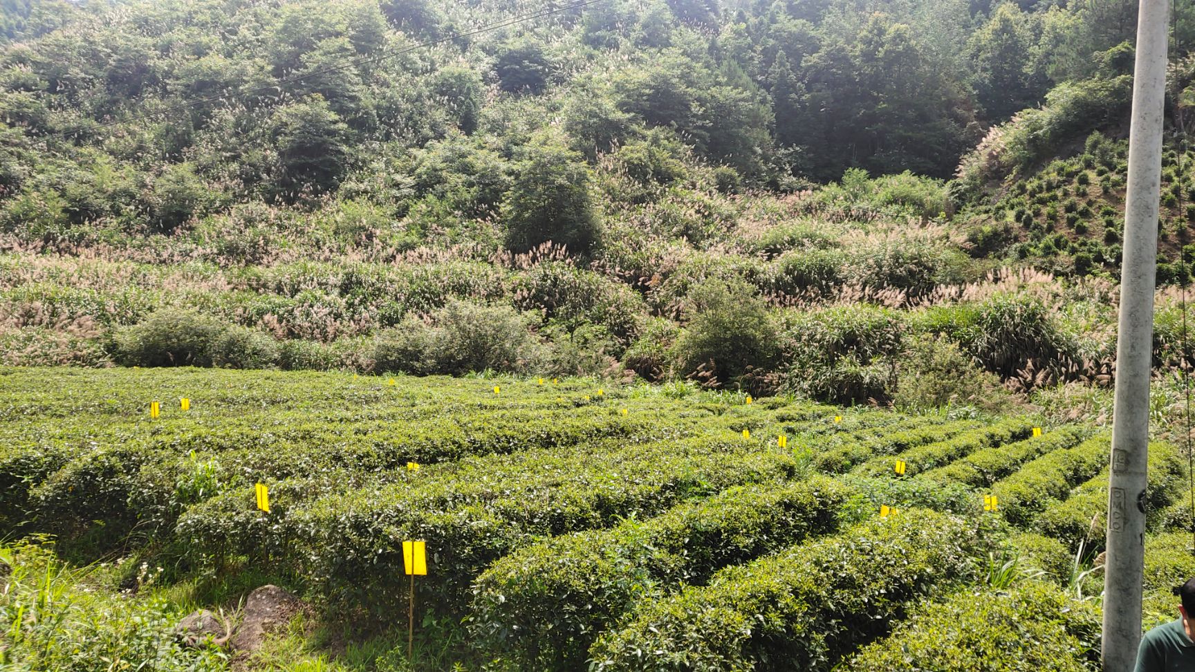  高山有机茶，人工采摘。大量红茶，厂价直销。有需要直接联系。