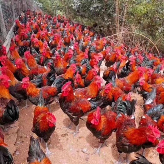 南宁 血毛土鸡苗