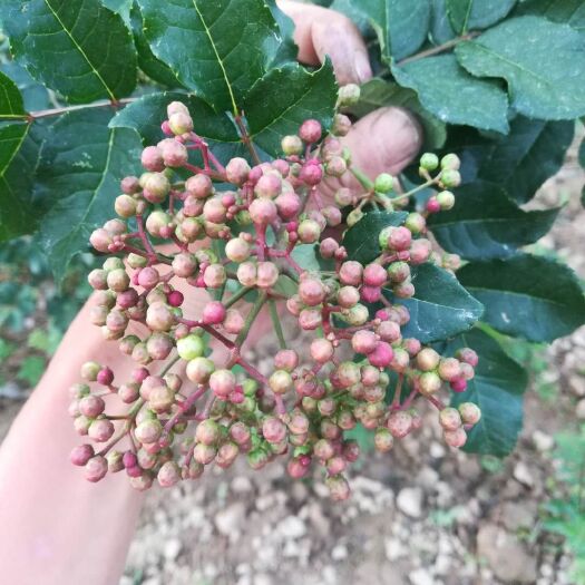 盐源县无刺花椒苗