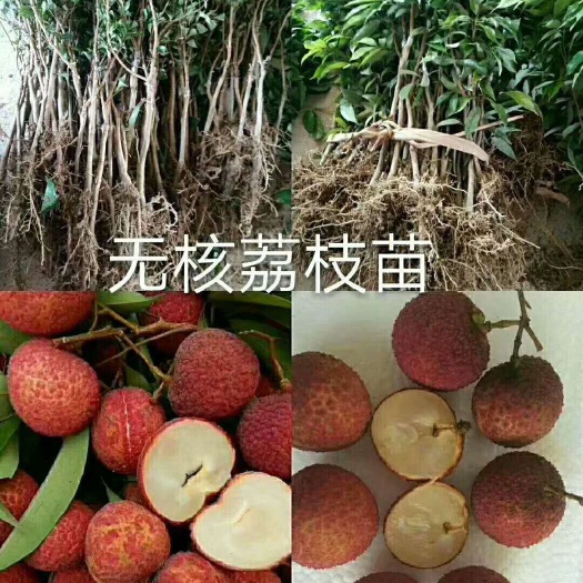 灵山县无核荔枝苗
