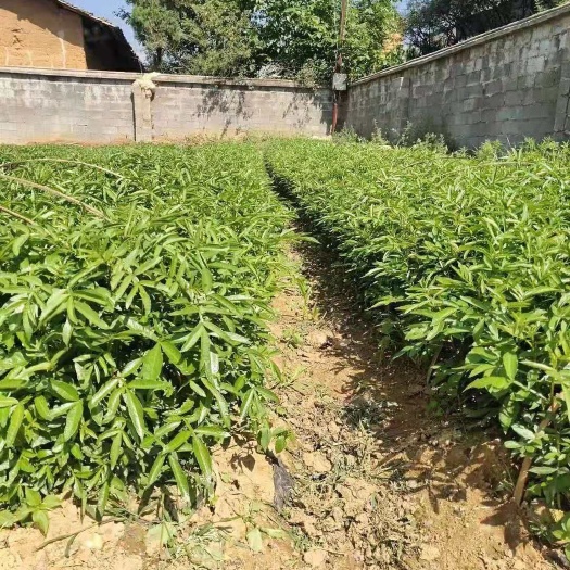 昭通九叶青花椒苗 九叶青花椒袋苗，量大，需要的老板赶紧联系了