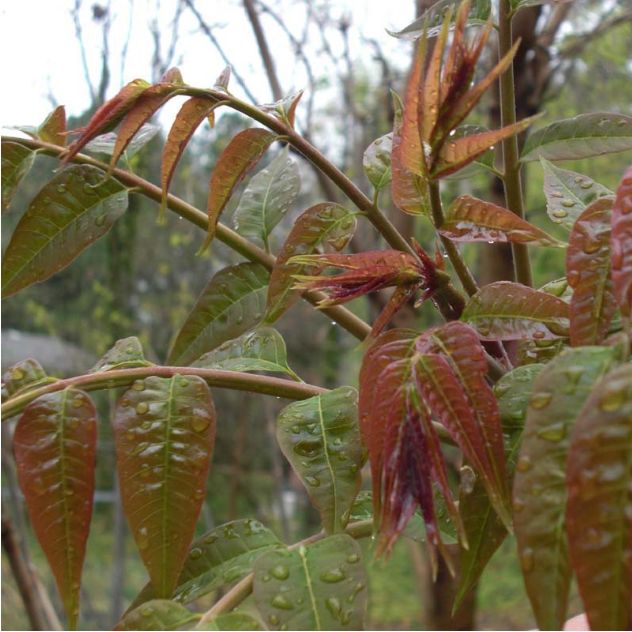  紅油香椿苗大棚專用紅油香椿苗