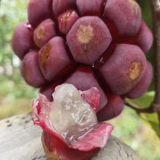 灵山县粉红黑老虎苗 黑老虎爬藤植物苗