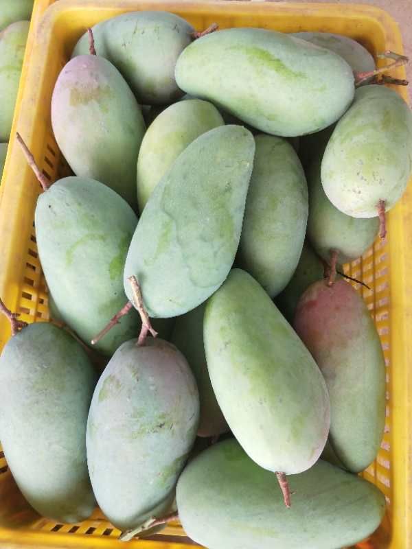 金腰芒 10两以上