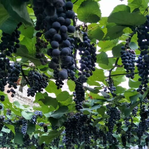 紫云县 绿色无污染的高山葡萄，现摘现卖。