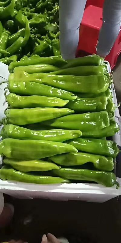 定边县 鲜辣椒
