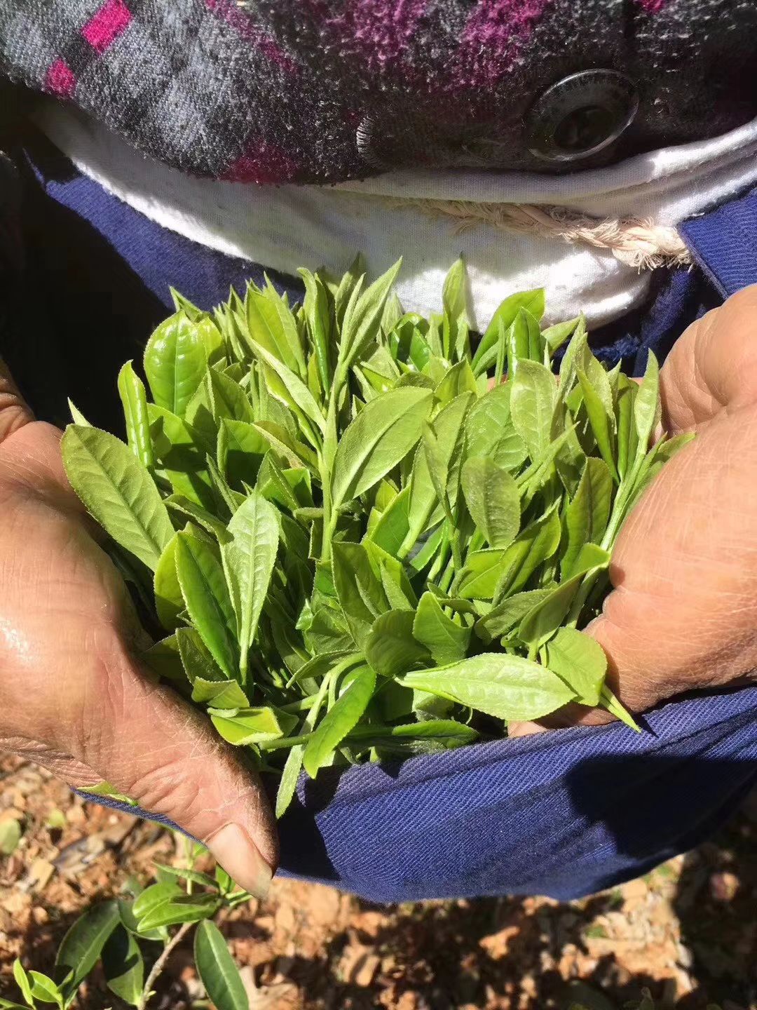  高山有机茶，人工采摘。大量红茶，厂价直销。有需要直接联系。