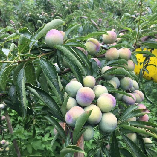 天峨县龙滩珍珠李 7月15上市，珍珠李，可预订了