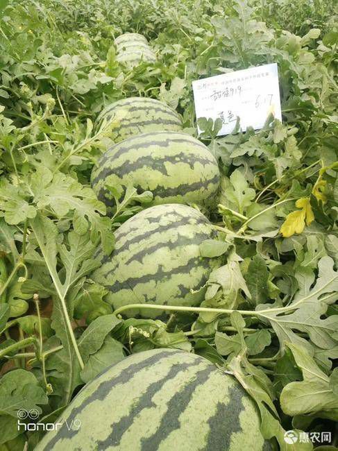 夏邑县甜娃919西瓜种子开花后27天成熟