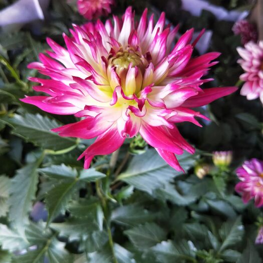 小丽花种子 盆栽小丽花  双色盆