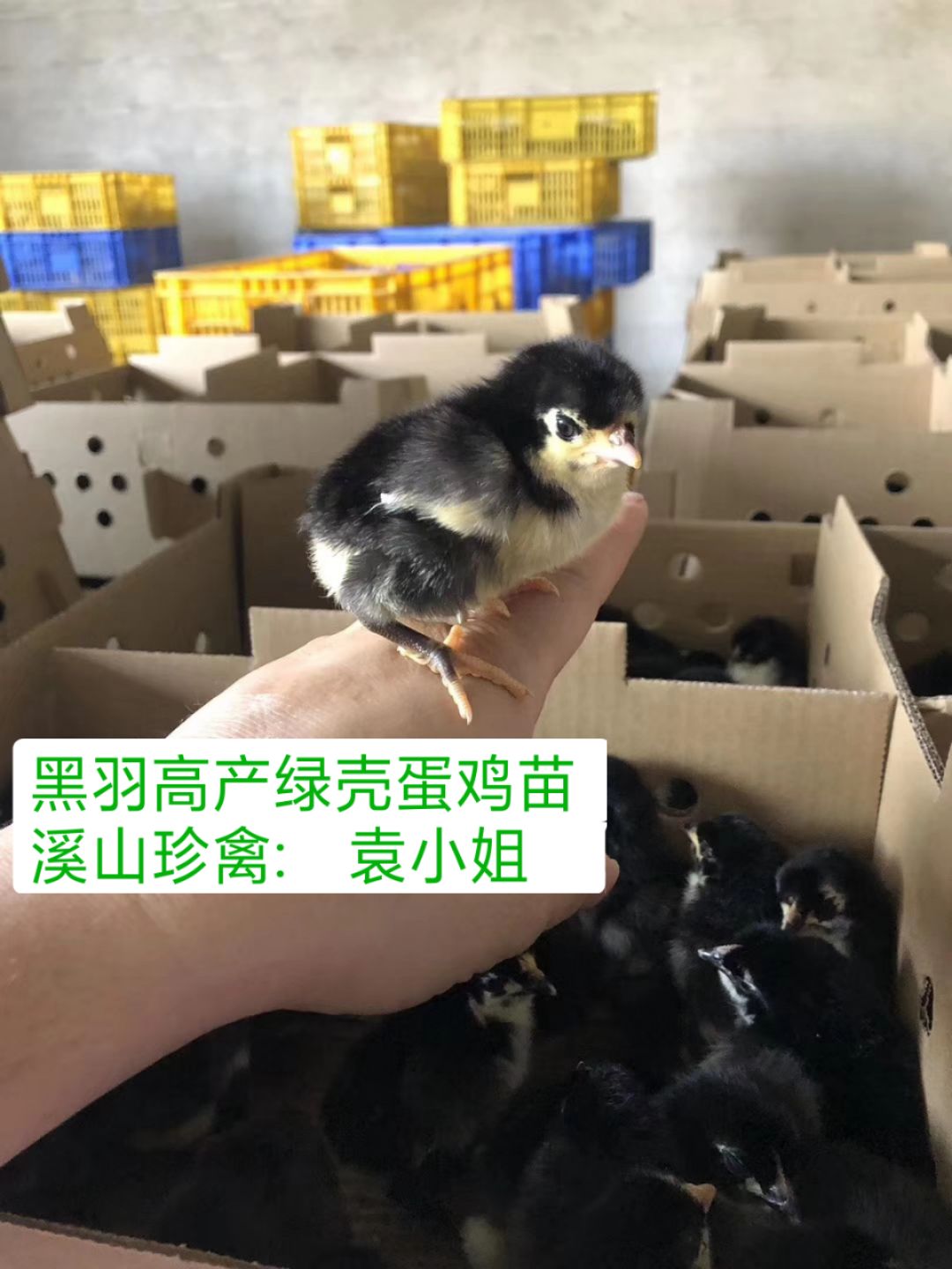  黑羽红冠鸡苗，黑羽母苗，