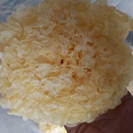 古田县椴木银耳  银耳，古田银耳，产地直销，工厂直发，量大优惠。包