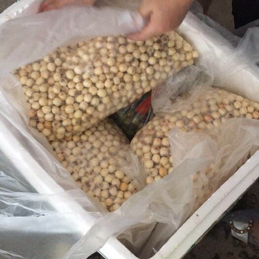 瑞金市 新鲜红莲子