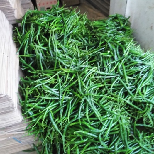 安顺黄皮辣椒 无公害疏菜