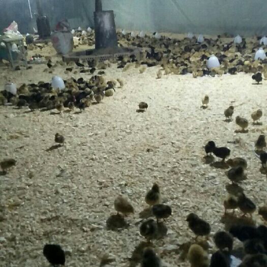 漳县 出壳土鸡苗青脚麻绿壳蛋鸡苗五黑苗