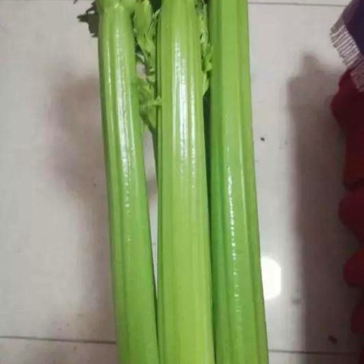 西芹芹菜种子