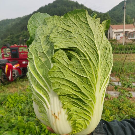 太白县黄心大白菜  优质大白菜