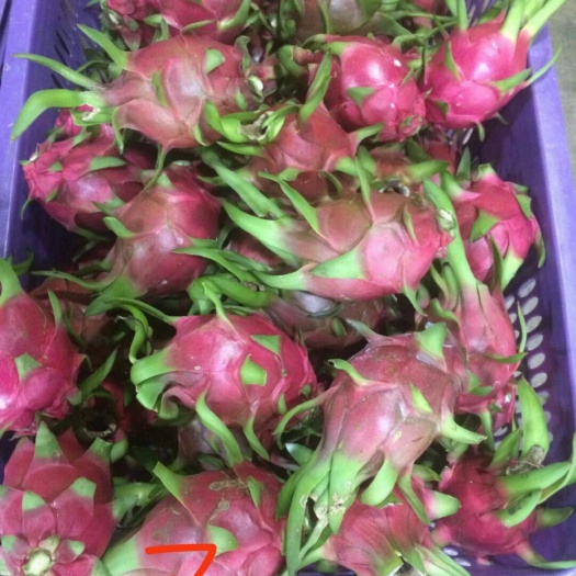 河口县 越南白心火龙果