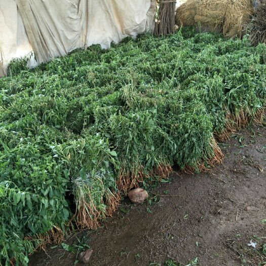 青龙县菜用枸杞苗 叶用枸杞苗批发南北方种植多年生