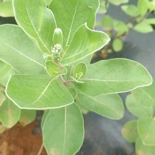 樟树市蔓荆子苗 单叶蔓荆子插迁苗