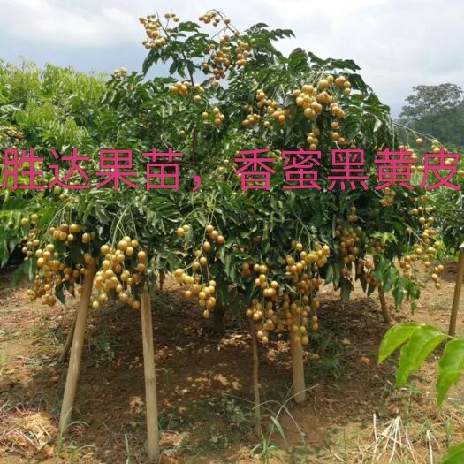 灵山县黄皮果苗  鸡心无核黄皮，香蜜黑黄皮，