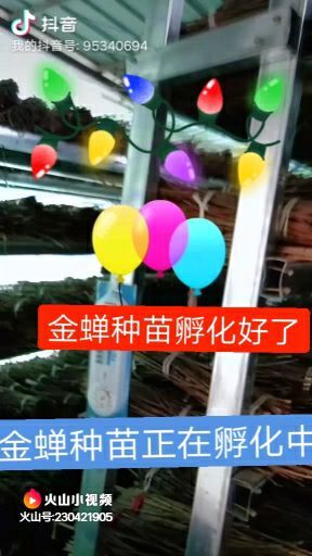 宁陵县金蝉种苗，爬蚱，知了猴，金蝉卵枝，金蝉