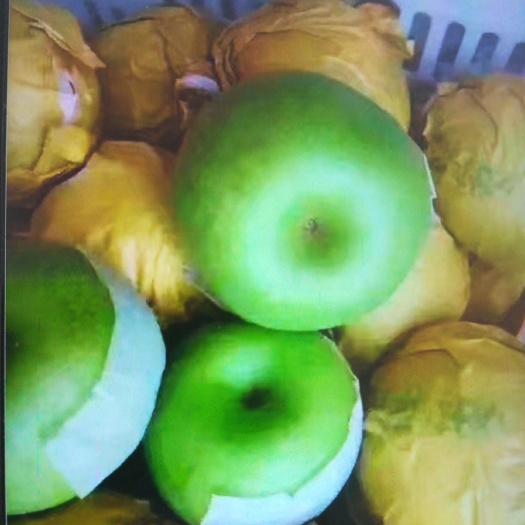 砀山县 翠玉梨
