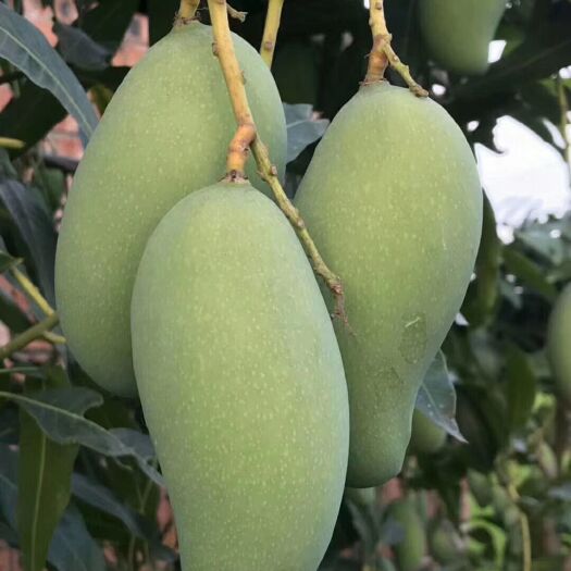 灵山县金煌芒果苗