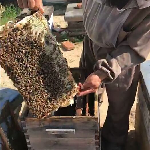 荆条蜜 塑料瓶装 2年 