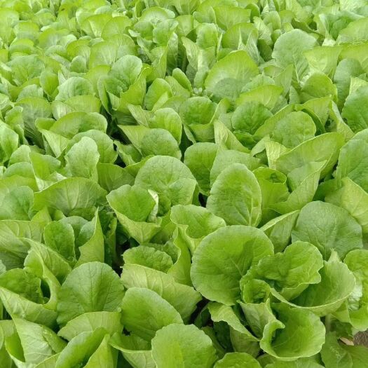 曹县 长年供应油菜，油麦菜，快菜今日价格