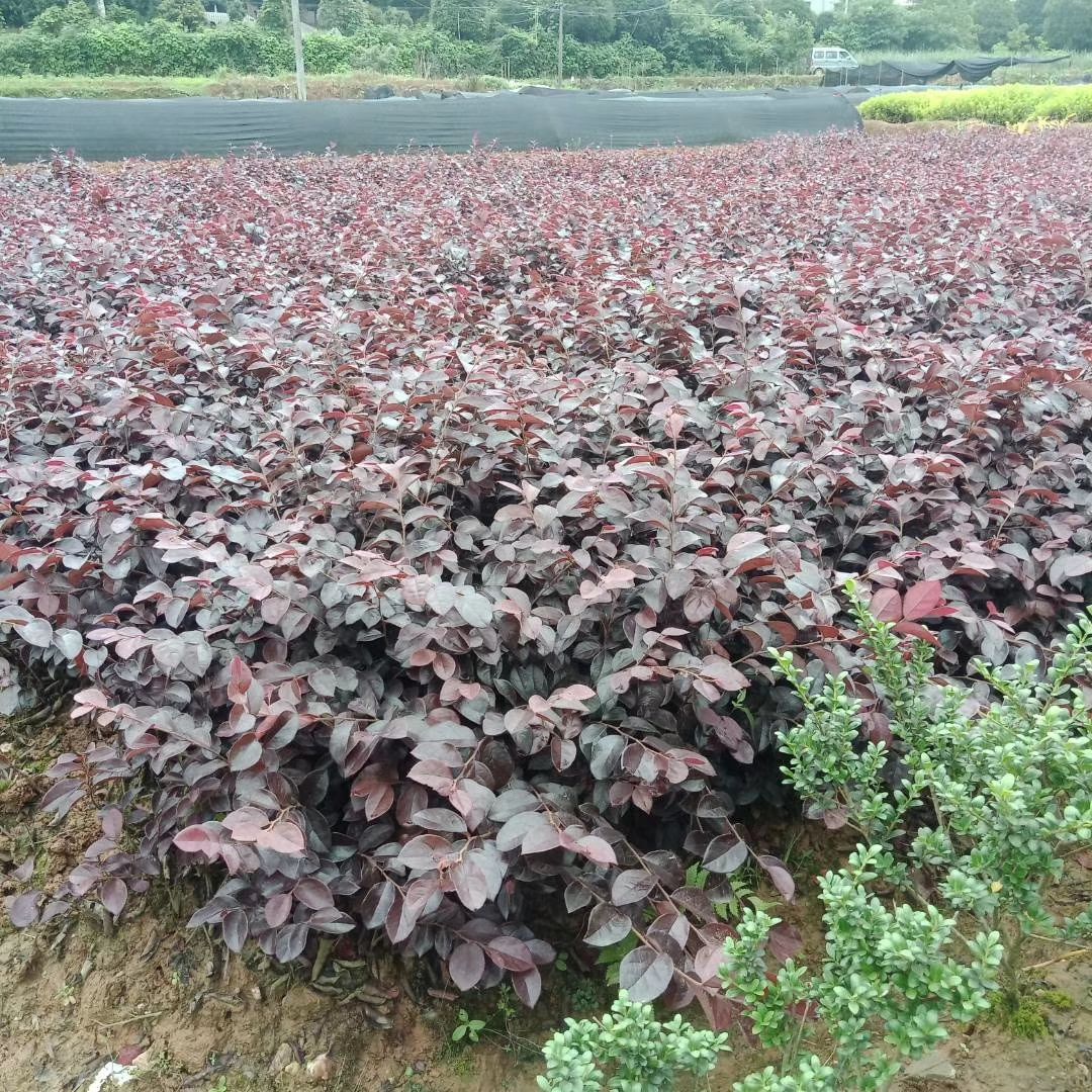 黑珍珠紅繼木   紅花繼木 紅花檵木黑珍珠大杯苗 小毛球