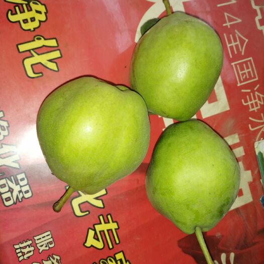 大荔县 早酥梨