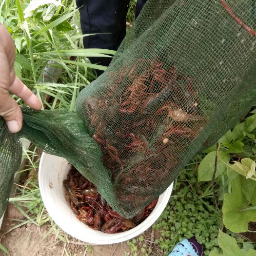 双峰县清水小龙虾 龙虾优惠供应红虾300每天