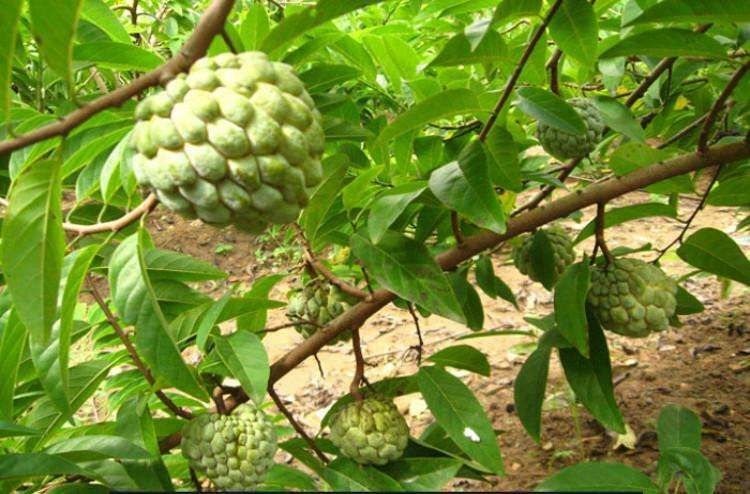 灵山县 释迦果苗，正品嫁接苗。营养杯发货