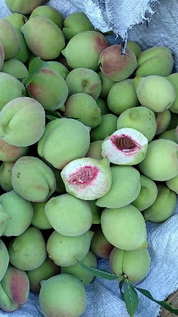 鹰嘴蜜桃 绿色食品
